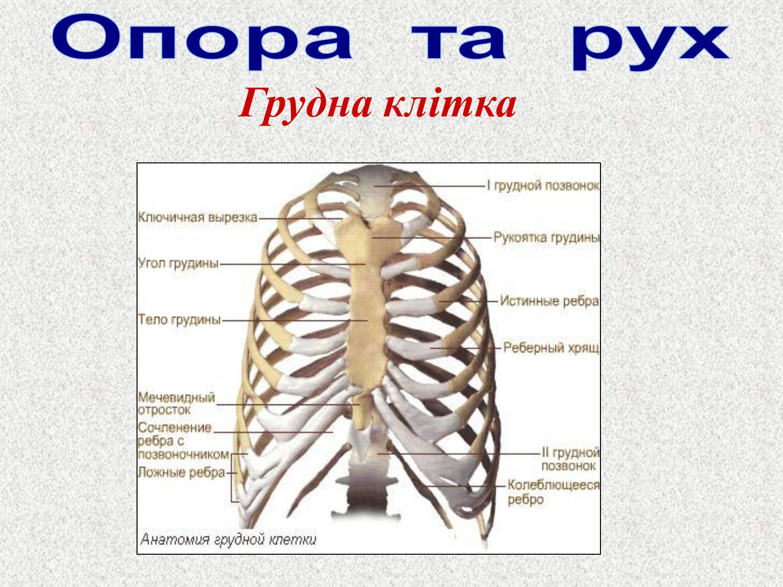 Презентація на тему «Опорно-рухова система людини» - Слайд #44