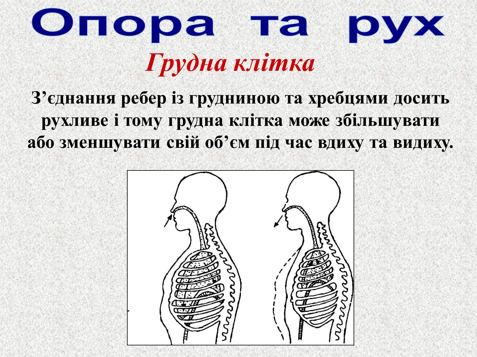 Презентація на тему «Опорно-рухова система людини» - Слайд #45