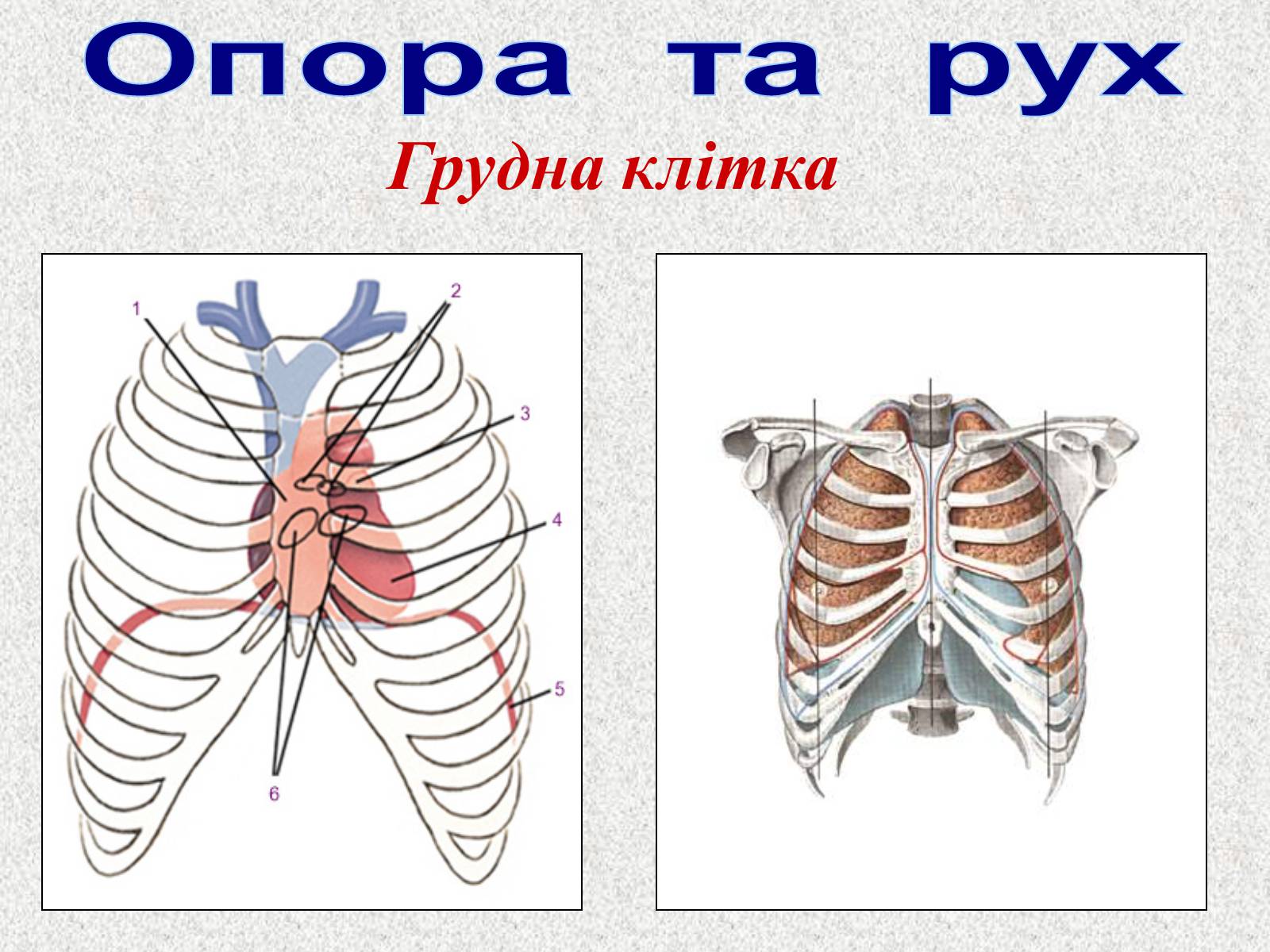 Презентація на тему «Опорно-рухова система людини» - Слайд #46