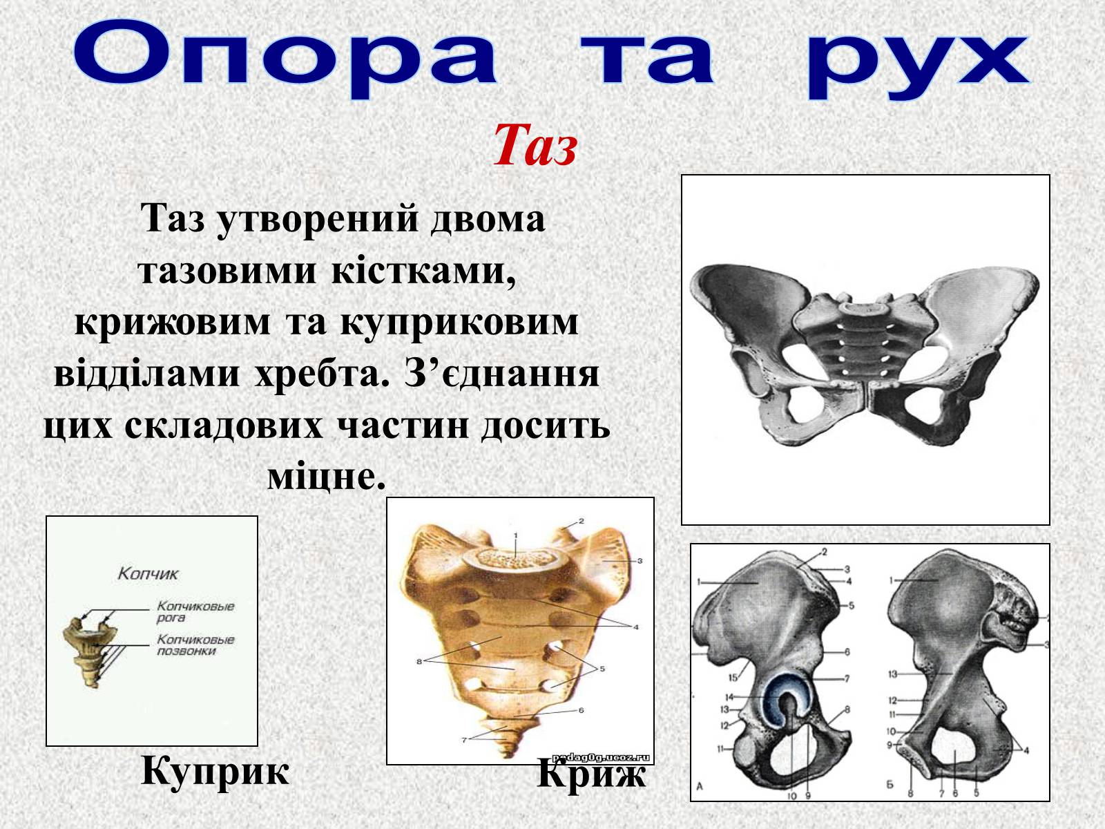 Презентація на тему «Опорно-рухова система людини» - Слайд #47