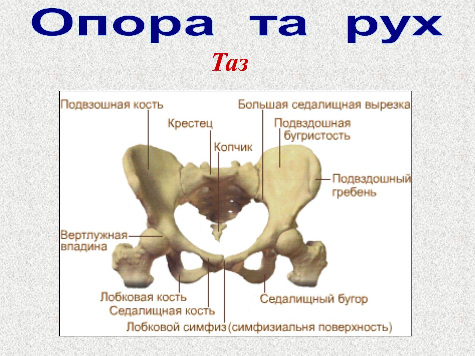 Презентація на тему «Опорно-рухова система людини» - Слайд #49