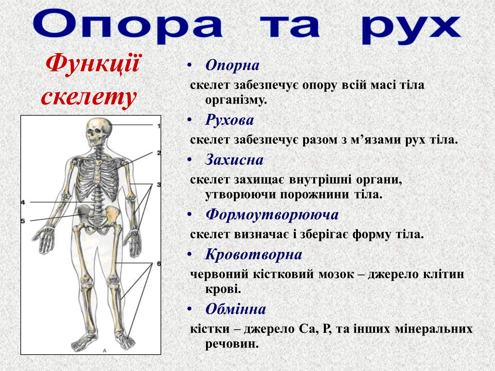 Презентація на тему «Опорно-рухова система людини» - Слайд #5