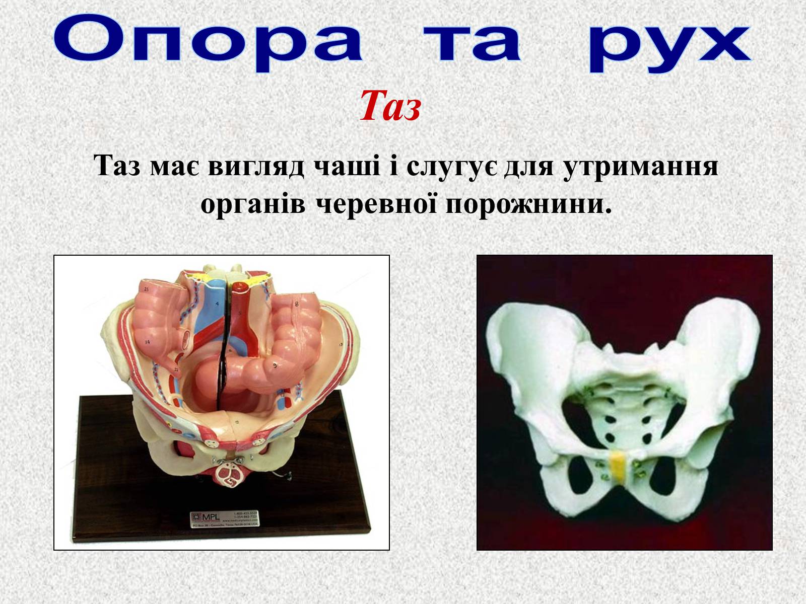 Презентація на тему «Опорно-рухова система людини» - Слайд #50