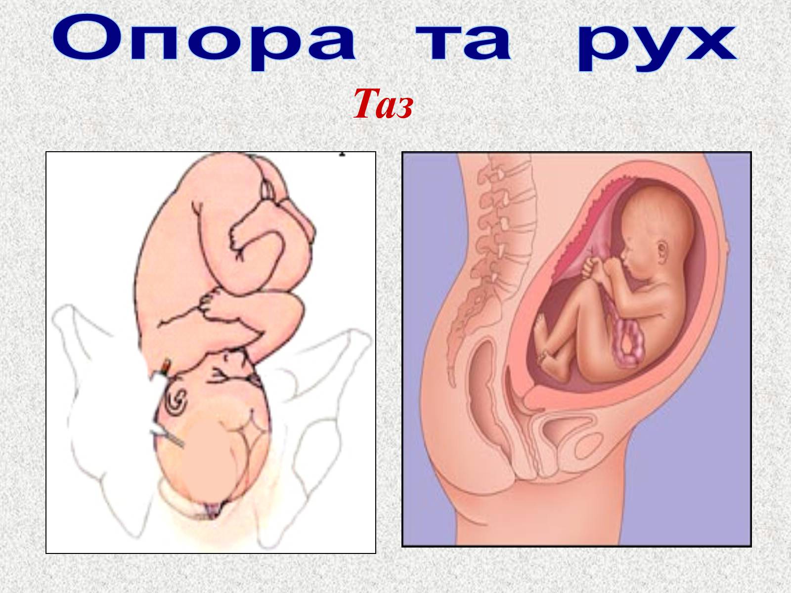 Презентація на тему «Опорно-рухова система людини» - Слайд #51