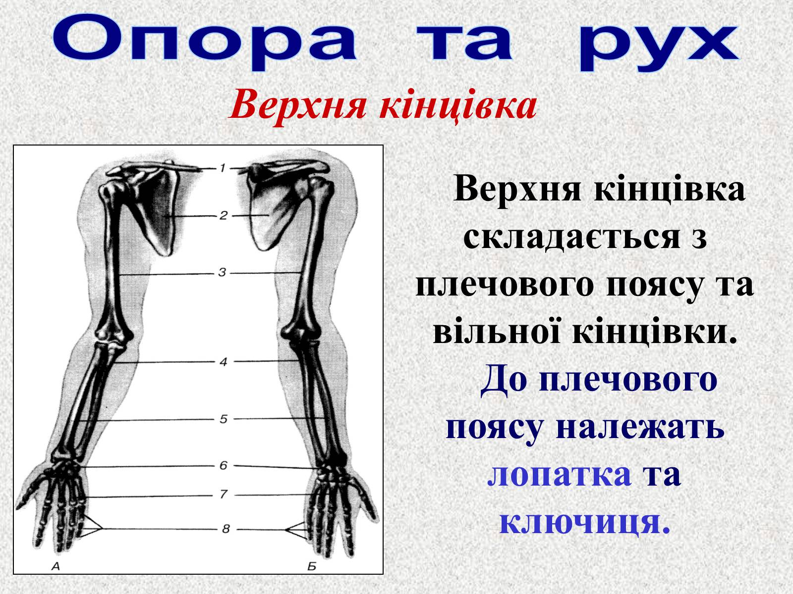 Презентація на тему «Опорно-рухова система людини» - Слайд #52