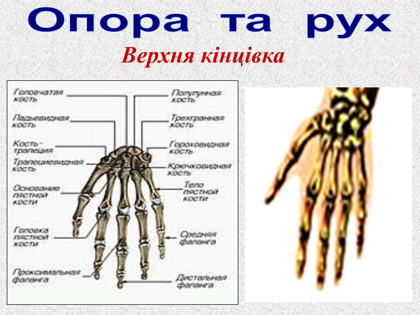 Презентація на тему «Опорно-рухова система людини» - Слайд #55