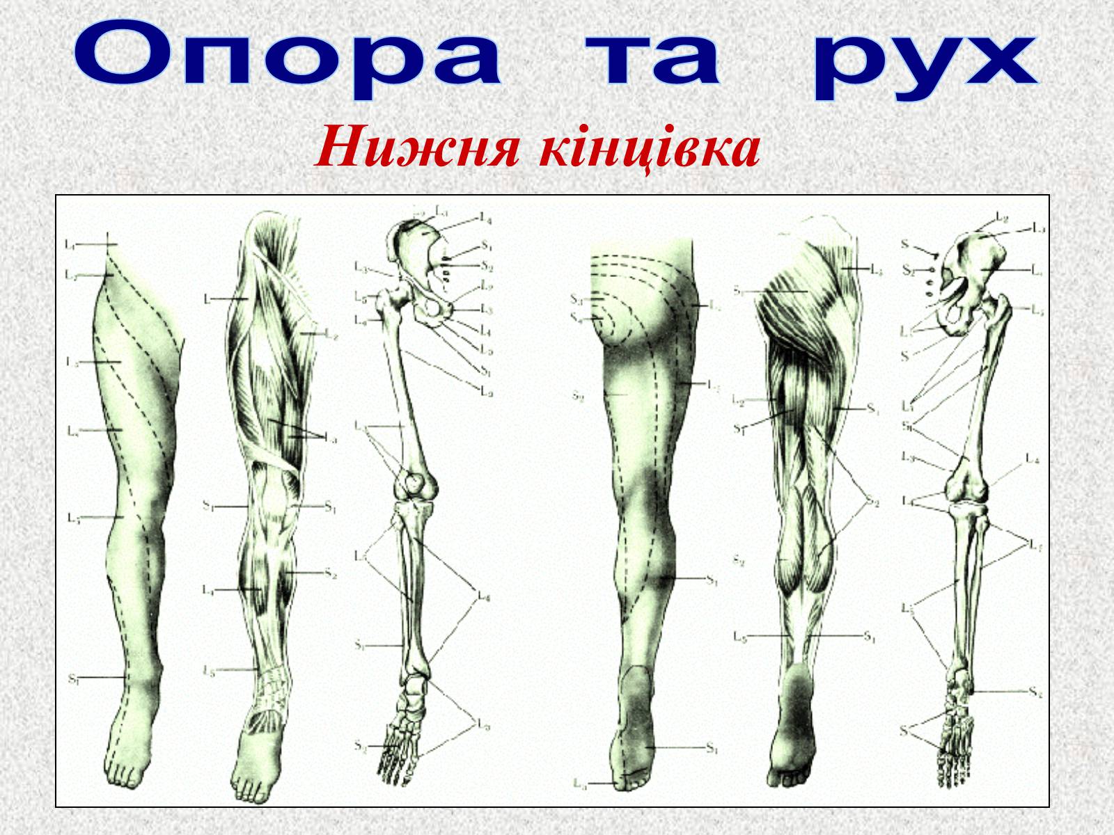 Презентація на тему «Опорно-рухова система людини» - Слайд #57