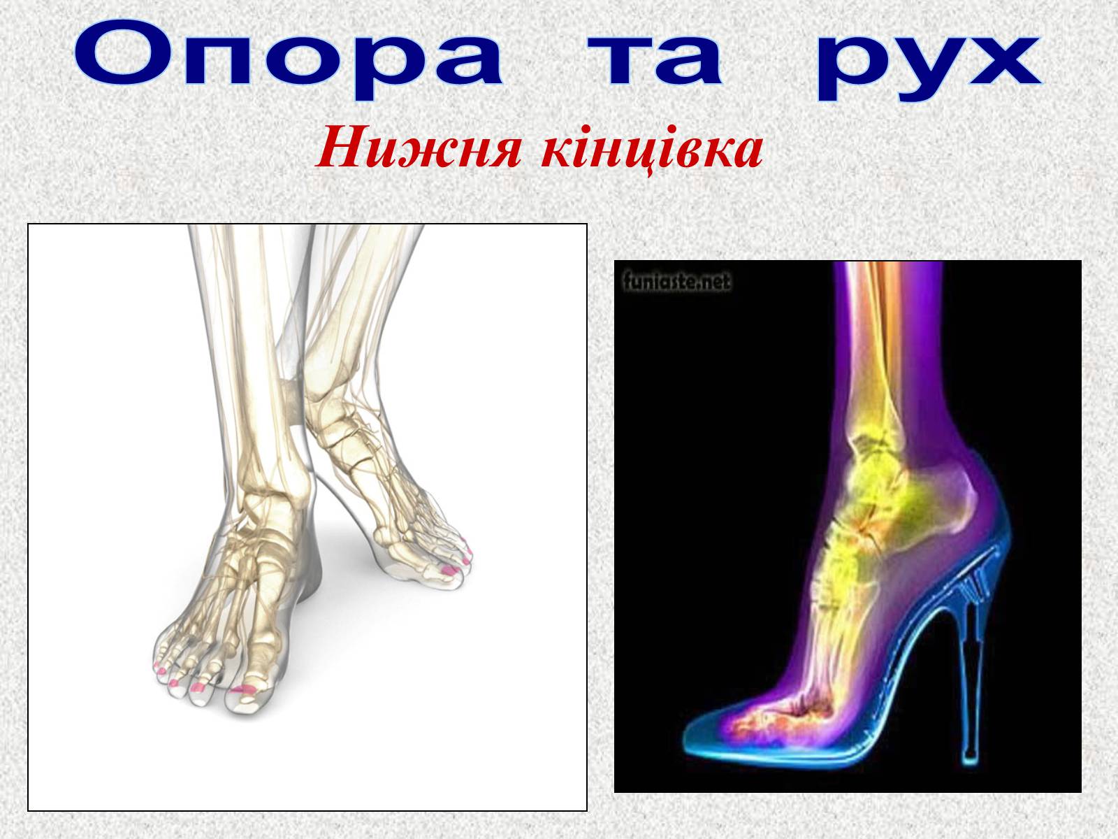 Презентація на тему «Опорно-рухова система людини» - Слайд #60