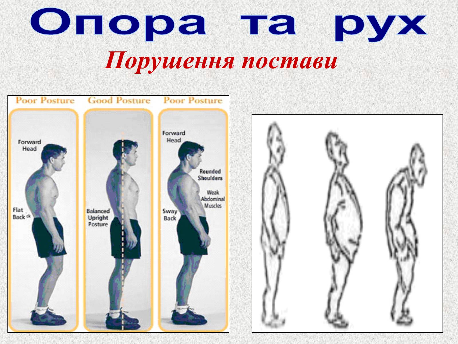 Презентація на тему «Опорно-рухова система людини» - Слайд #66