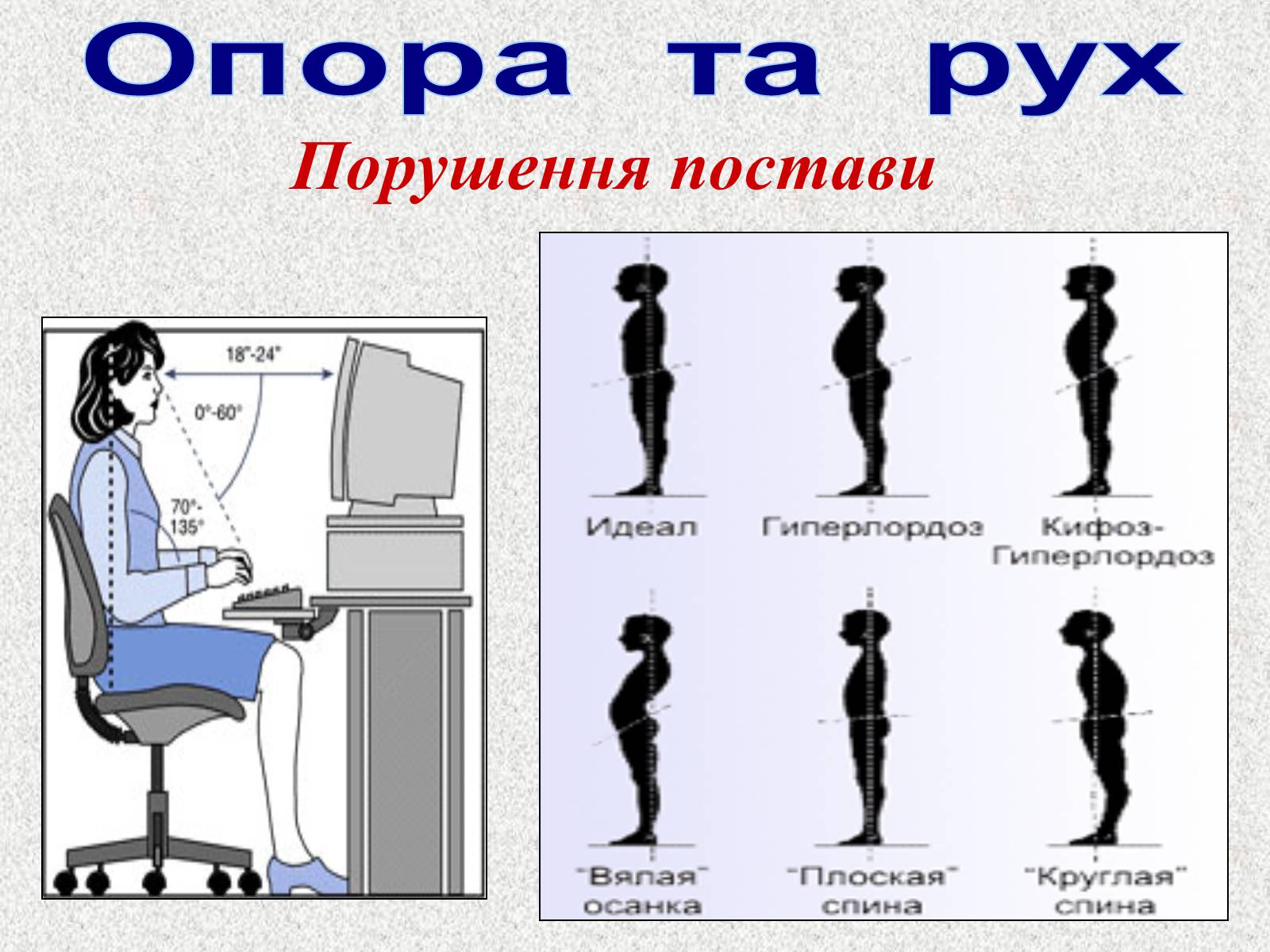 Презентація на тему «Опорно-рухова система людини» - Слайд #67