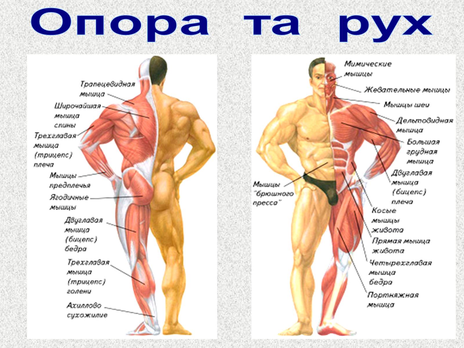 Презентація на тему «Опорно-рухова система людини» - Слайд #70