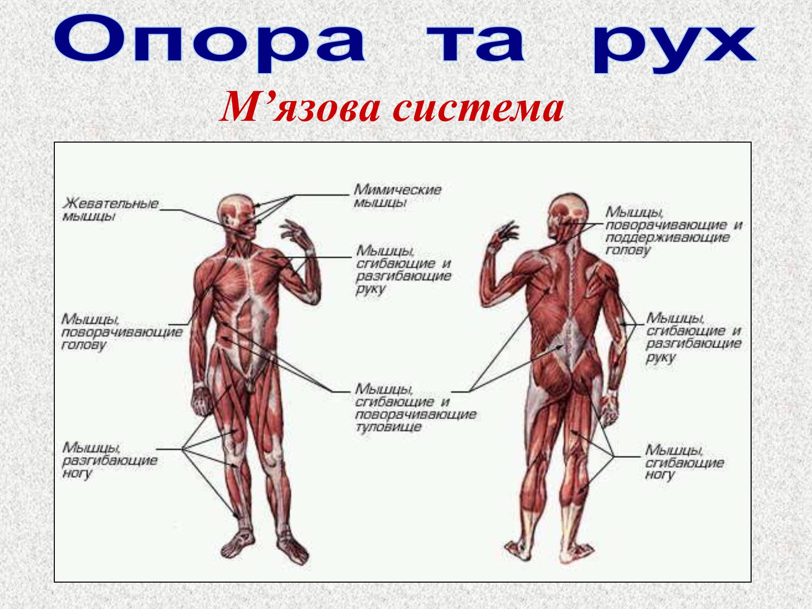 Презентація на тему «Опорно-рухова система людини» - Слайд #71