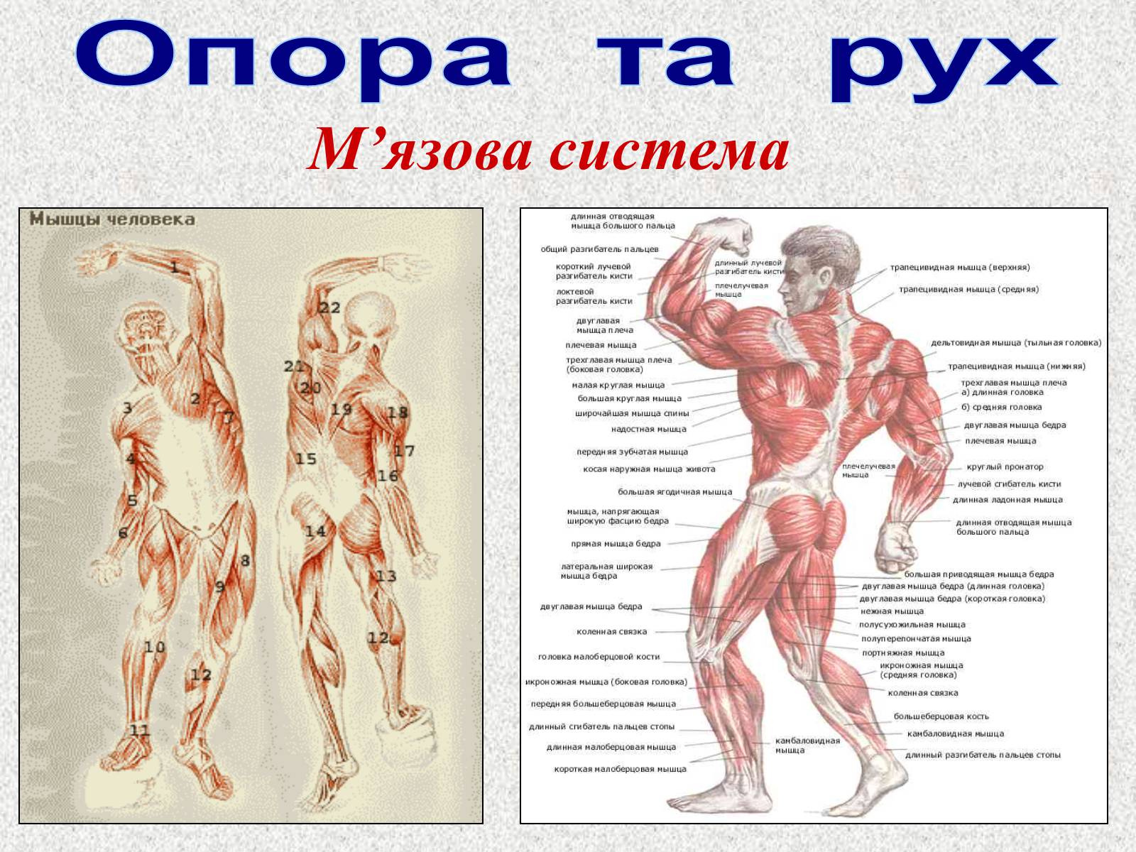 Презентація на тему «Опорно-рухова система людини» - Слайд #72