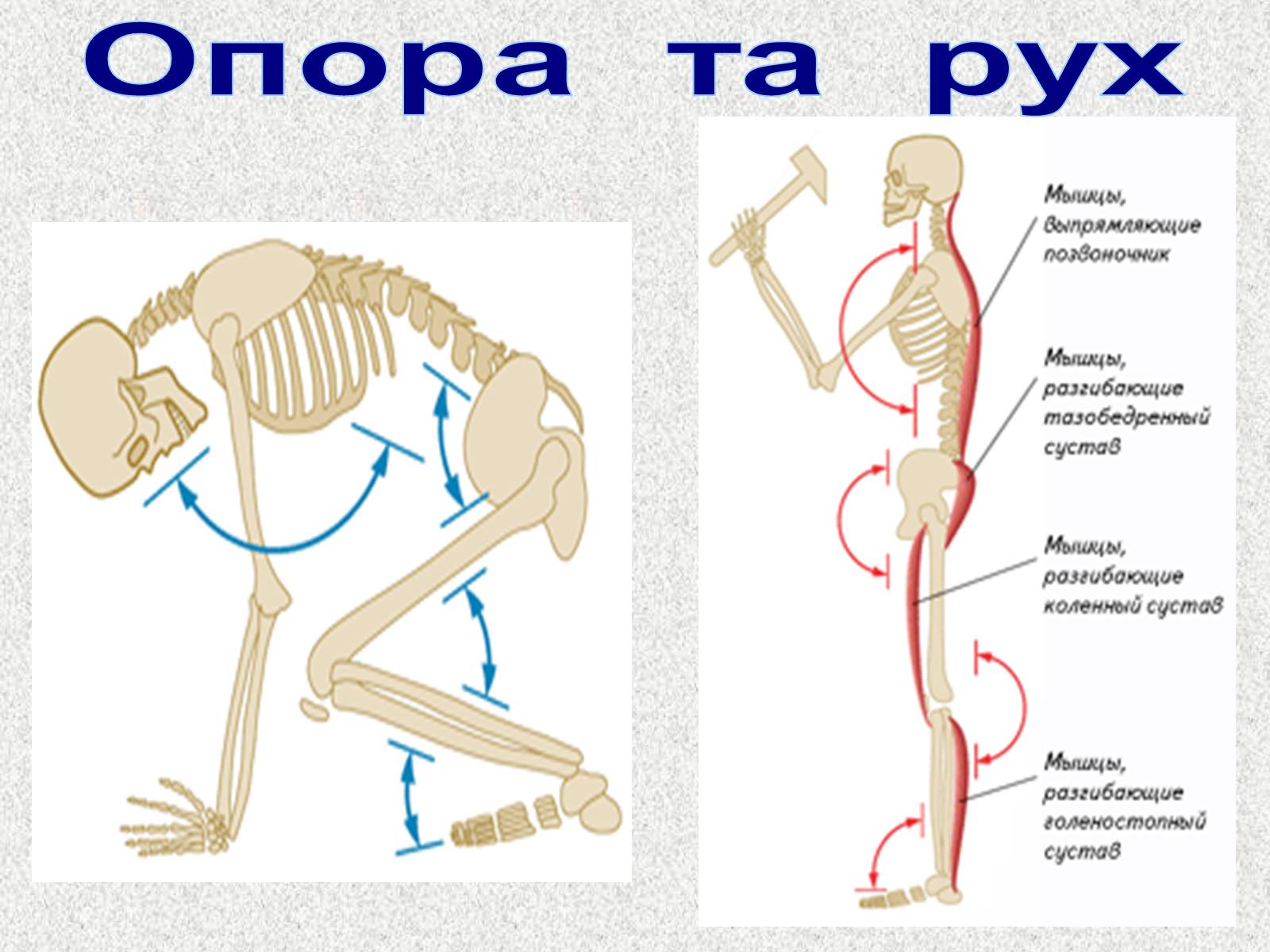 Презентація на тему «Опорно-рухова система людини» - Слайд #74