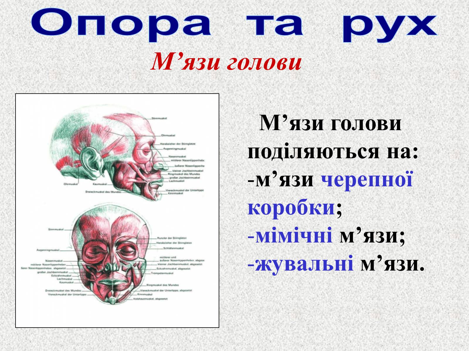 Презентація на тему «Опорно-рухова система людини» - Слайд #76