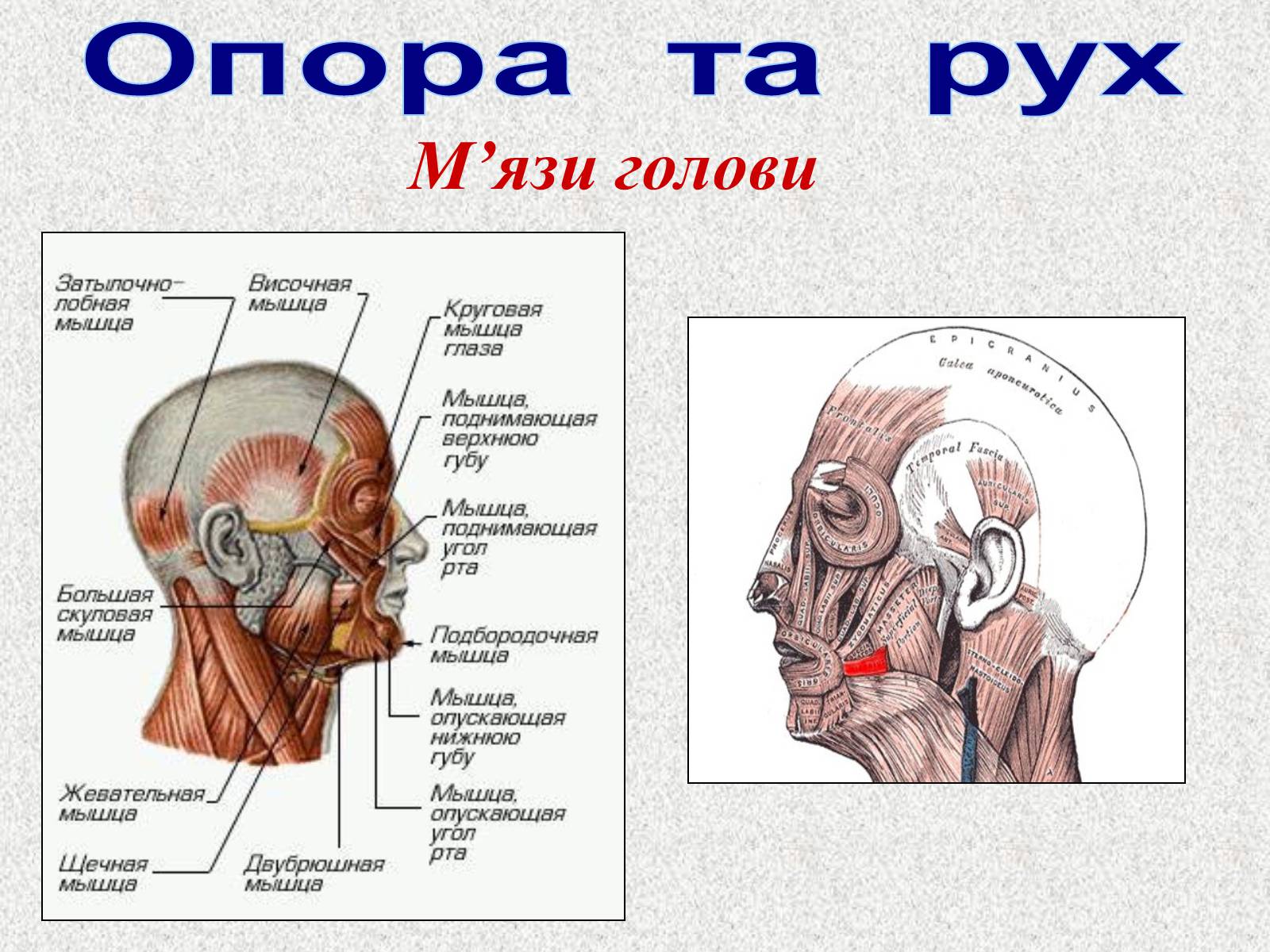 Презентація на тему «Опорно-рухова система людини» - Слайд #77