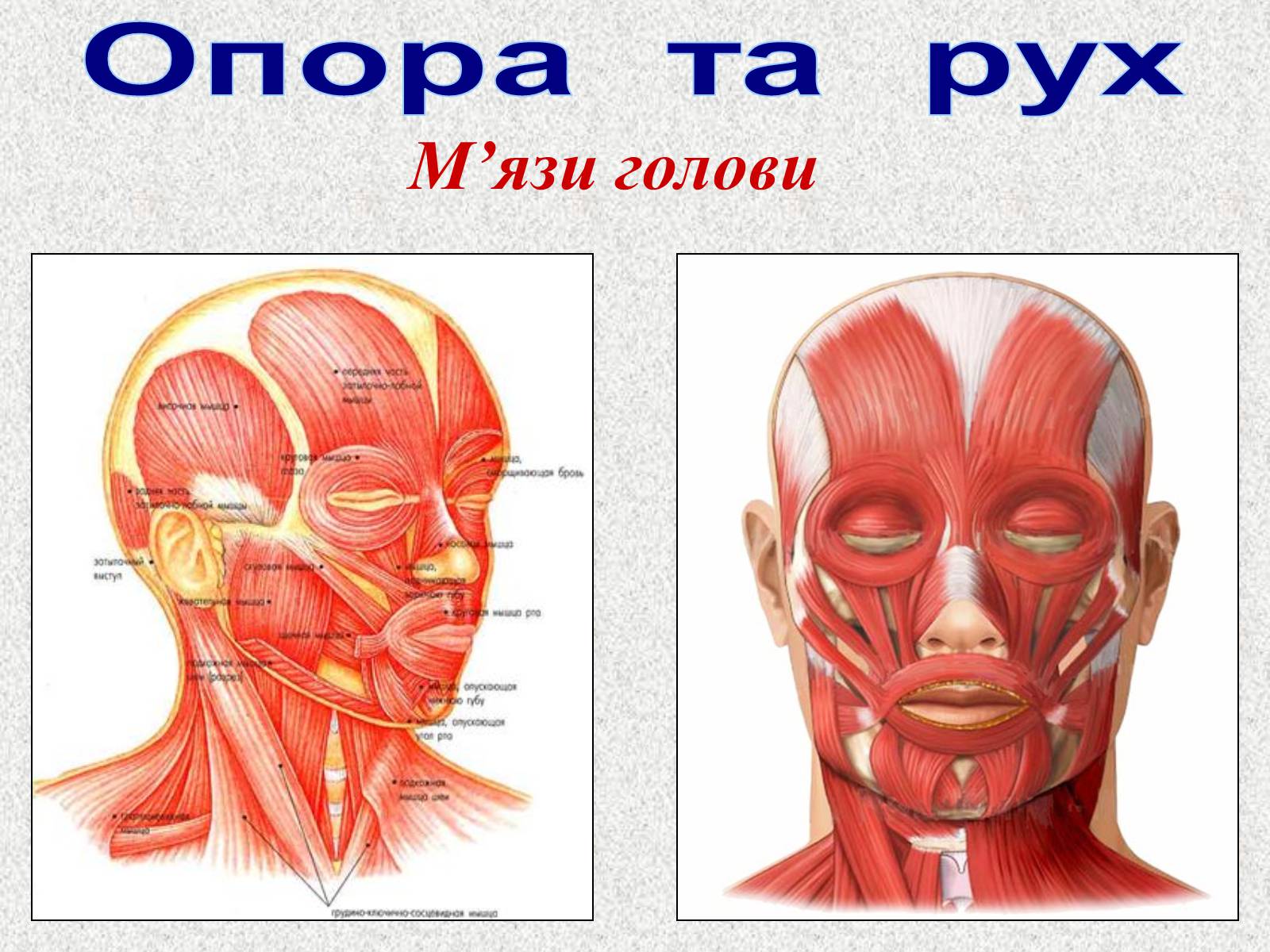 Презентація на тему «Опорно-рухова система людини» - Слайд #78