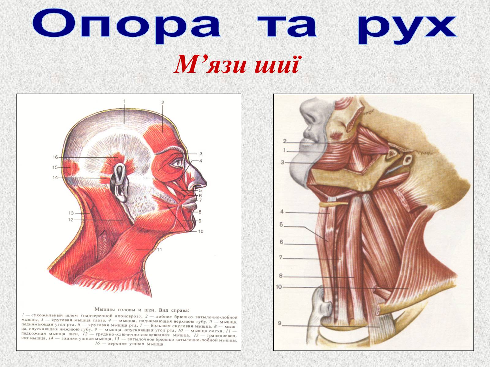 Презентація на тему «Опорно-рухова система людини» - Слайд #79