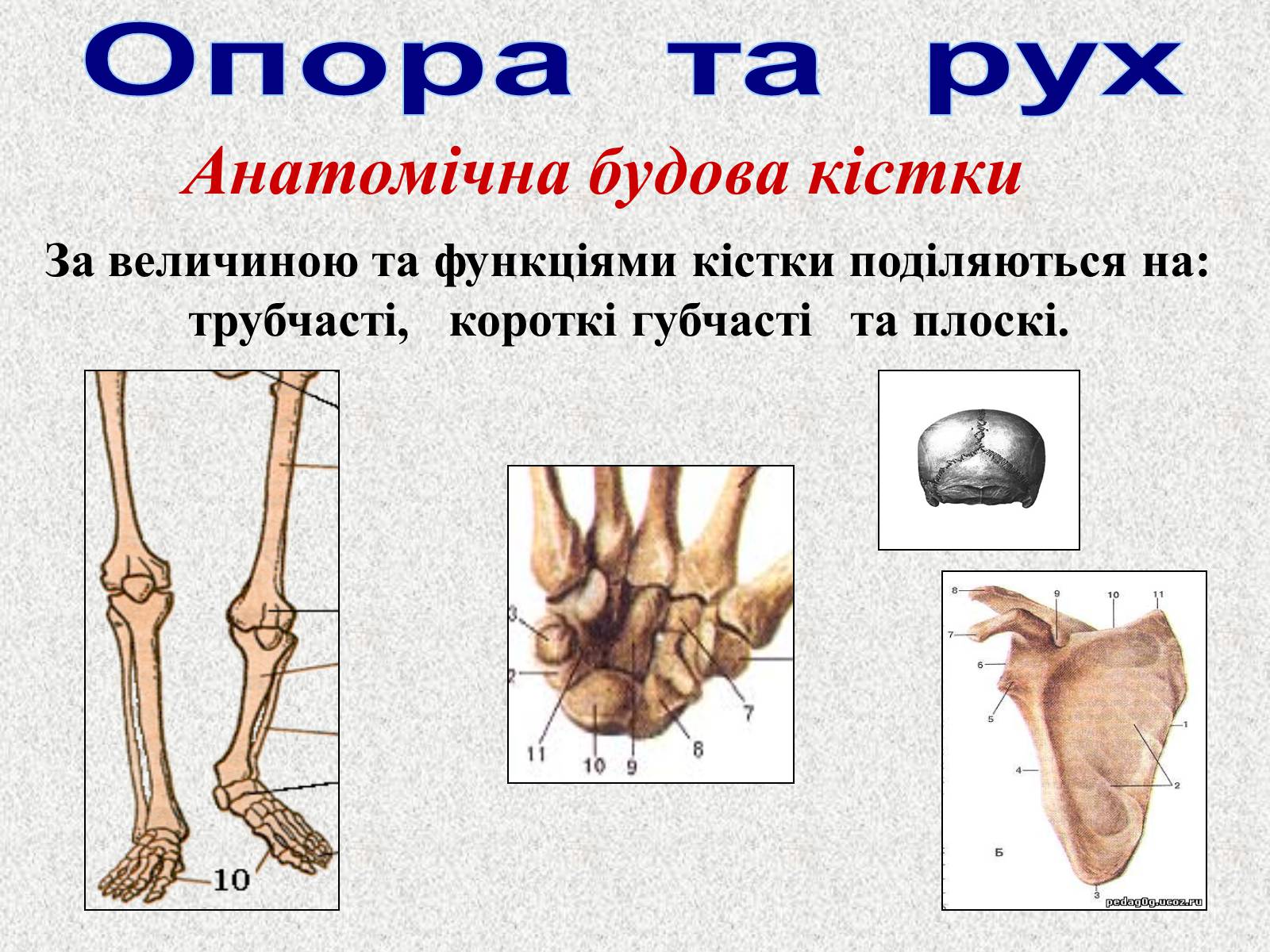 Презентація на тему «Опорно-рухова система людини» - Слайд #8