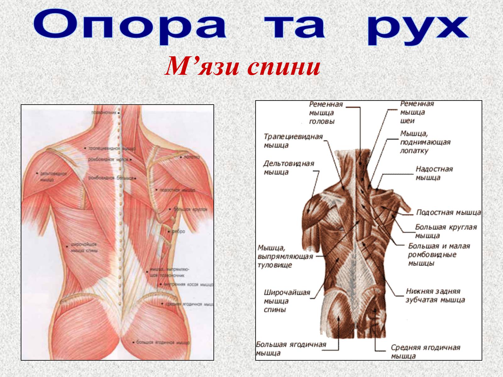 Презентація на тему «Опорно-рухова система людини» - Слайд #81