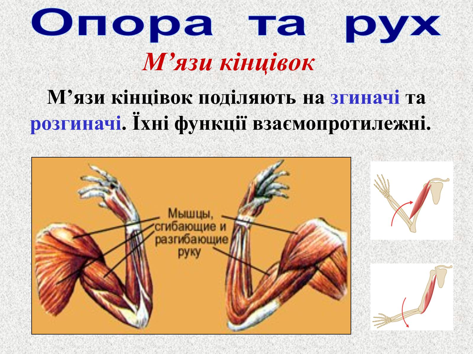 Презентація на тему «Опорно-рухова система людини» - Слайд #87