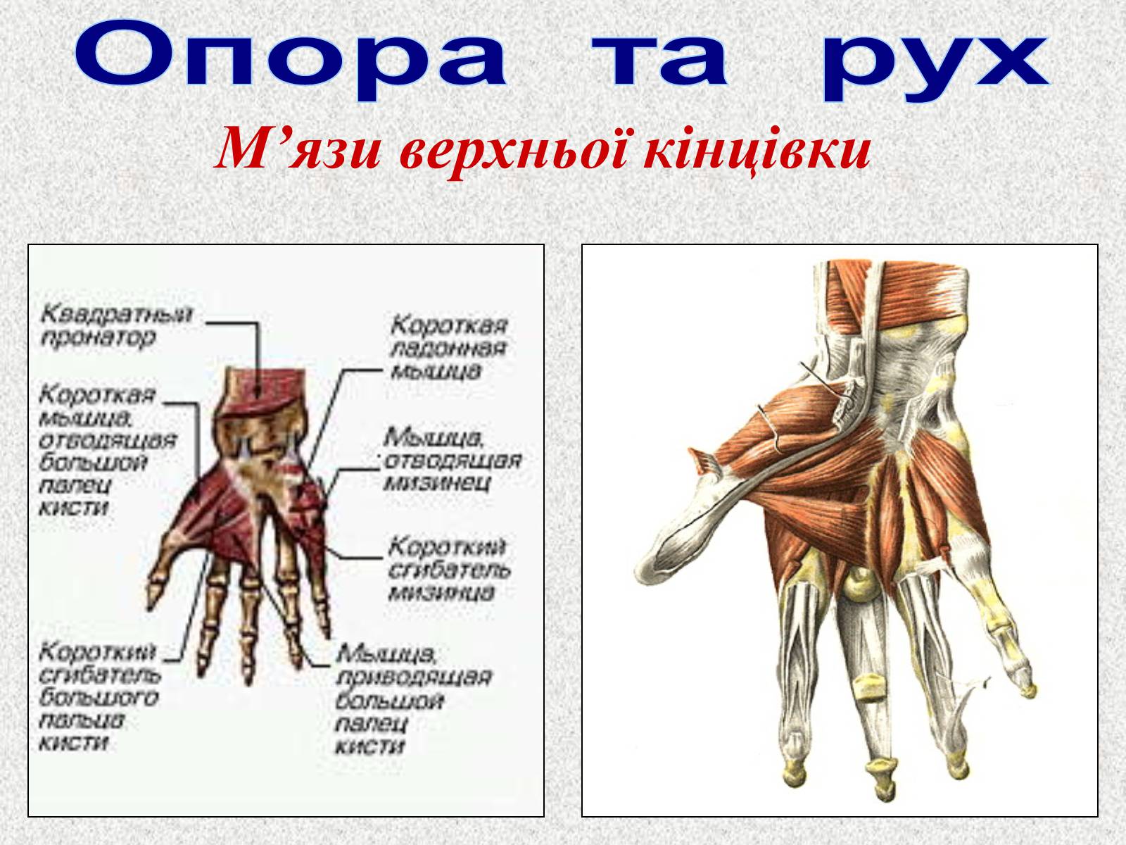 Презентація на тему «Опорно-рухова система людини» - Слайд #91