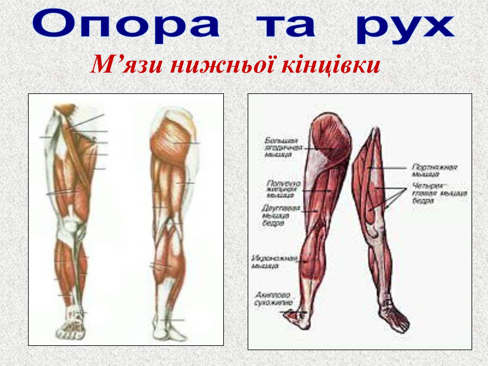 Презентація на тему «Опорно-рухова система людини» - Слайд #92