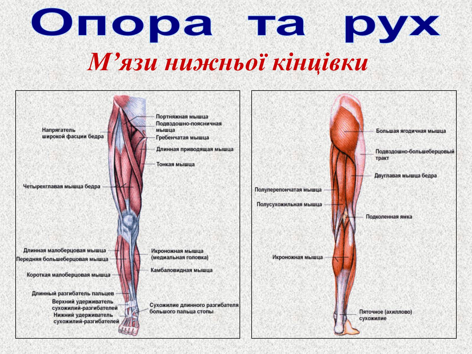 Презентація на тему «Опорно-рухова система людини» - Слайд #93