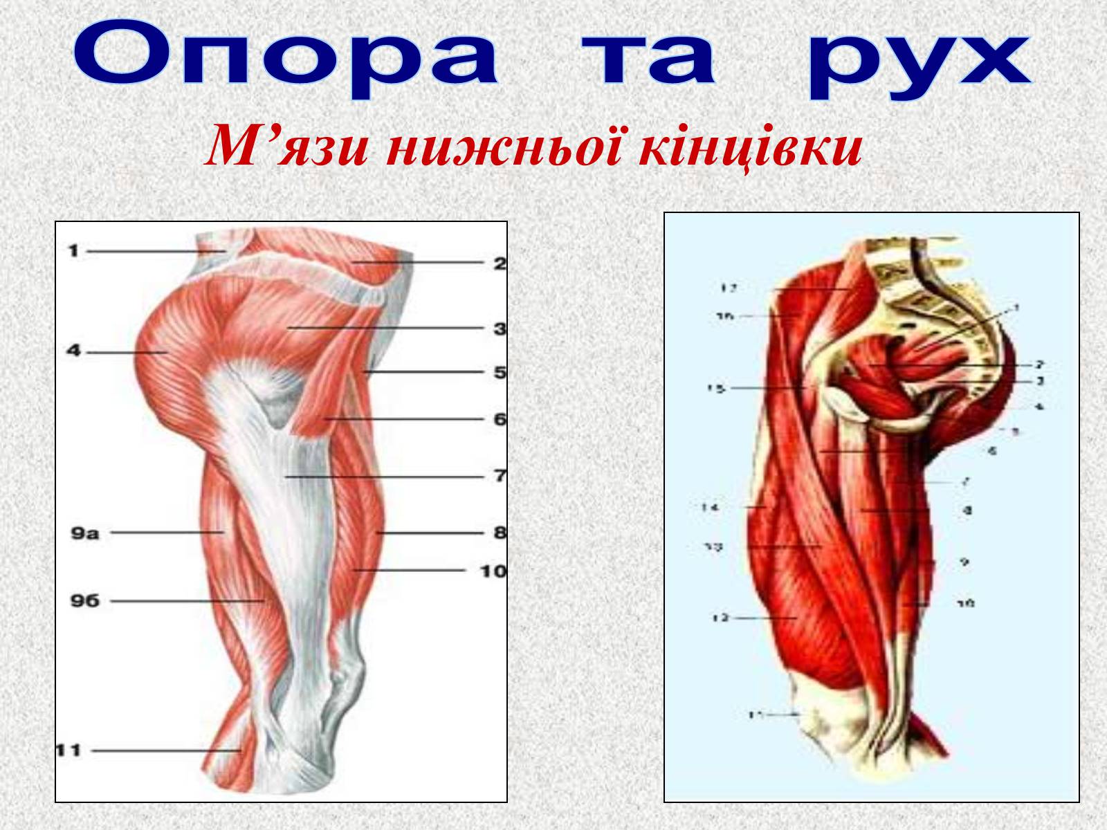 Презентація на тему «Опорно-рухова система людини» - Слайд #94