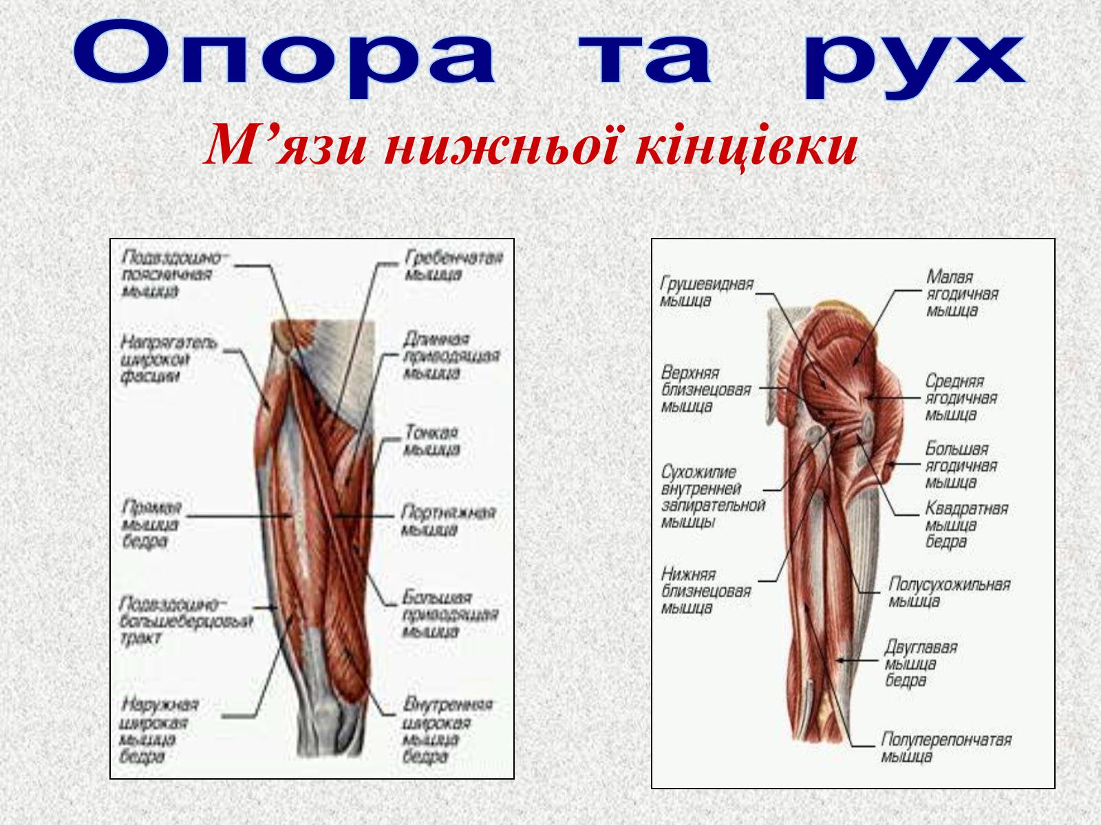 Презентація на тему «Опорно-рухова система людини» - Слайд #95