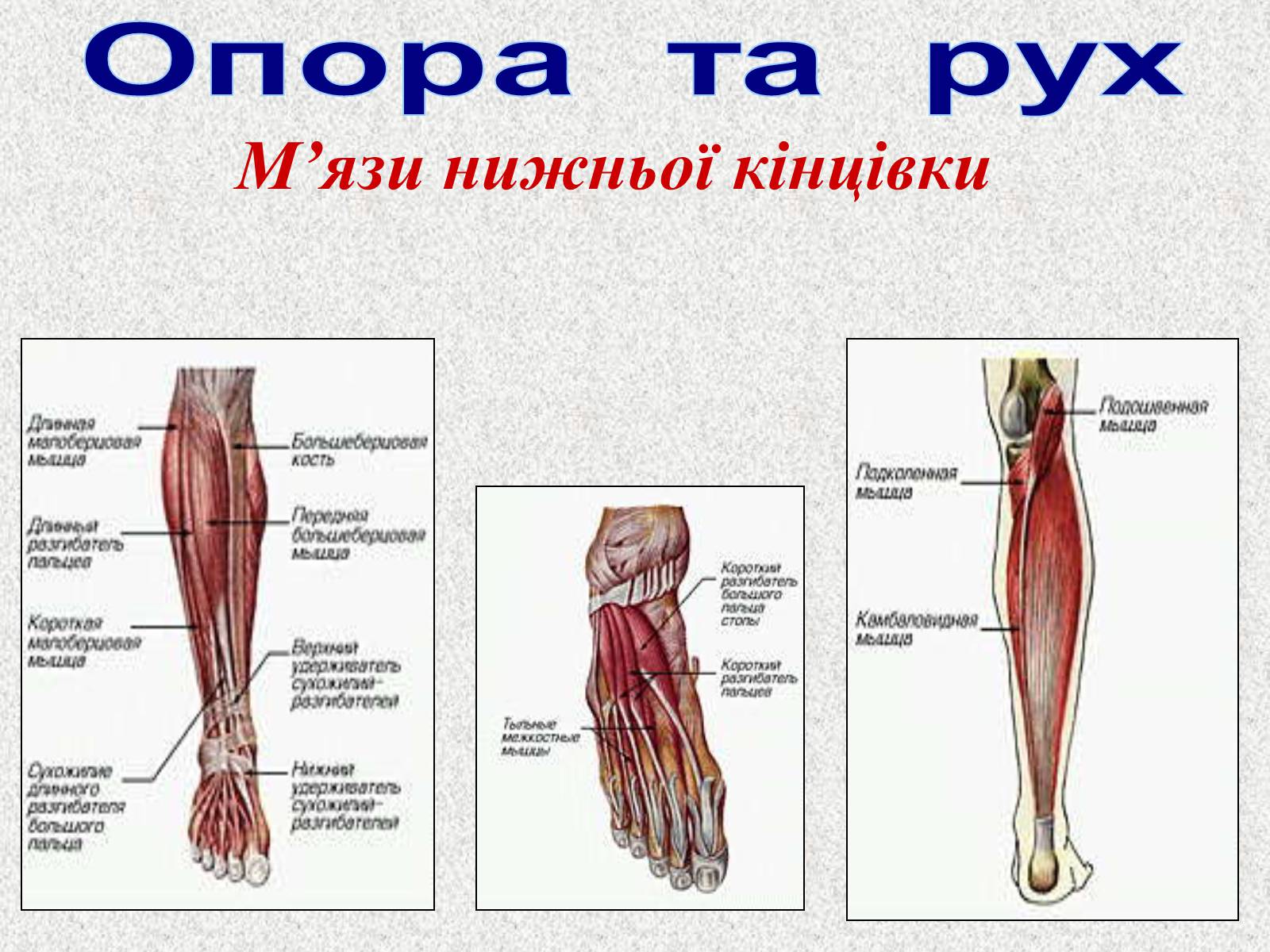 Презентація на тему «Опорно-рухова система людини» - Слайд #96