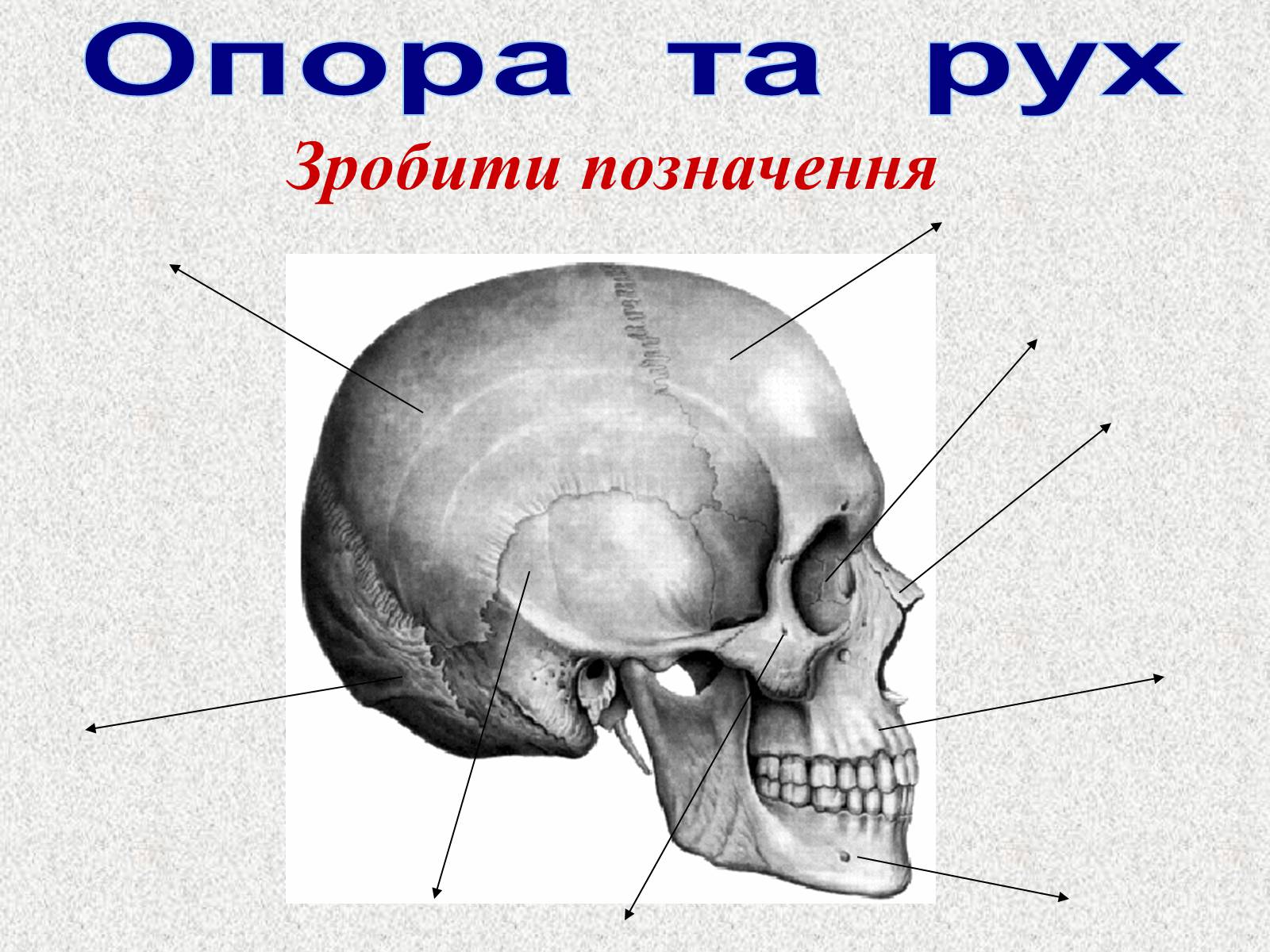 Презентація на тему «Опорно-рухова система людини» - Слайд #99