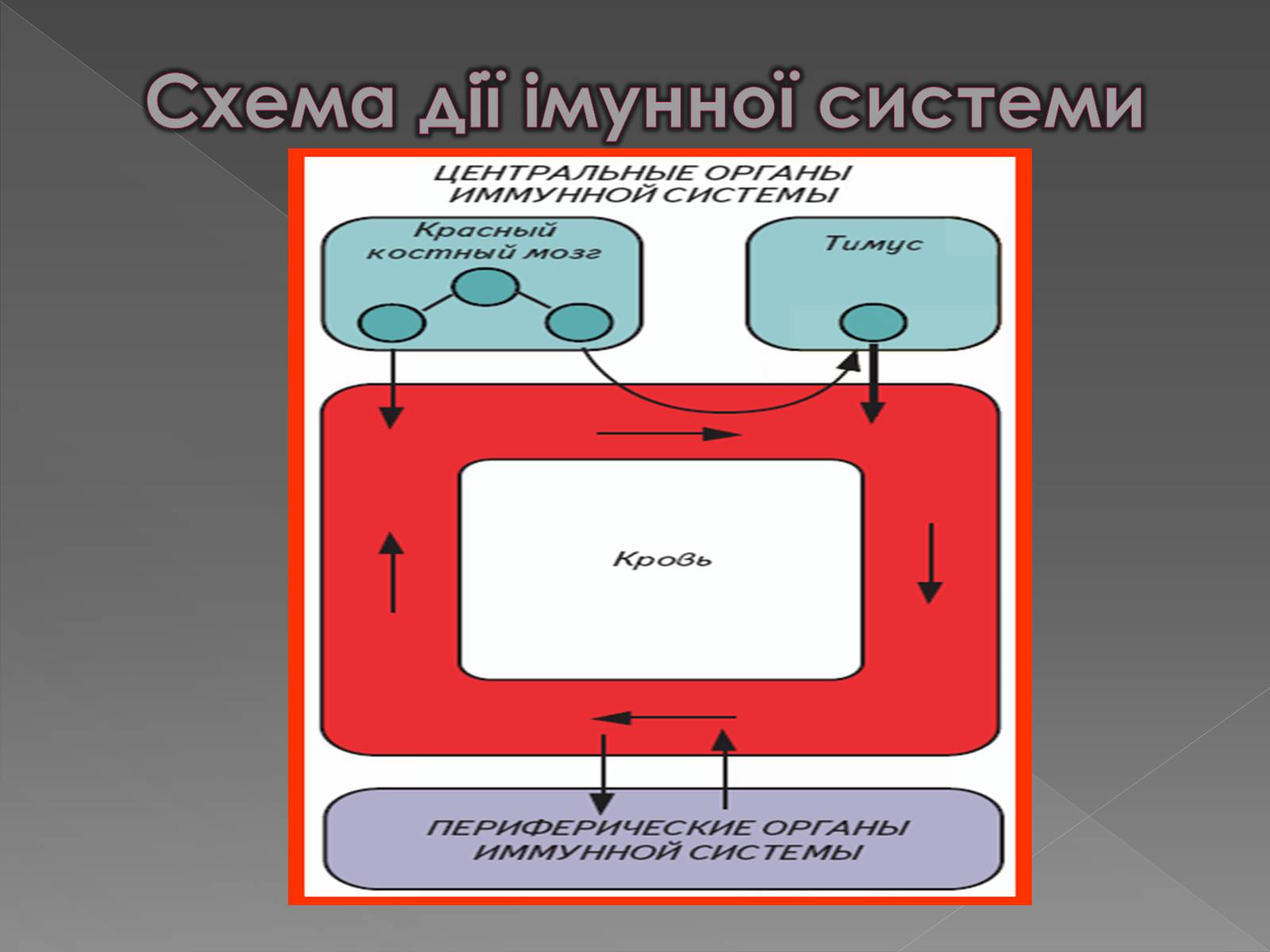 Презентація на тему «Імунітет» (варіант 1) - Слайд #13