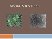 Презентація на тему «Стовбурові клітини» (варіант 5)