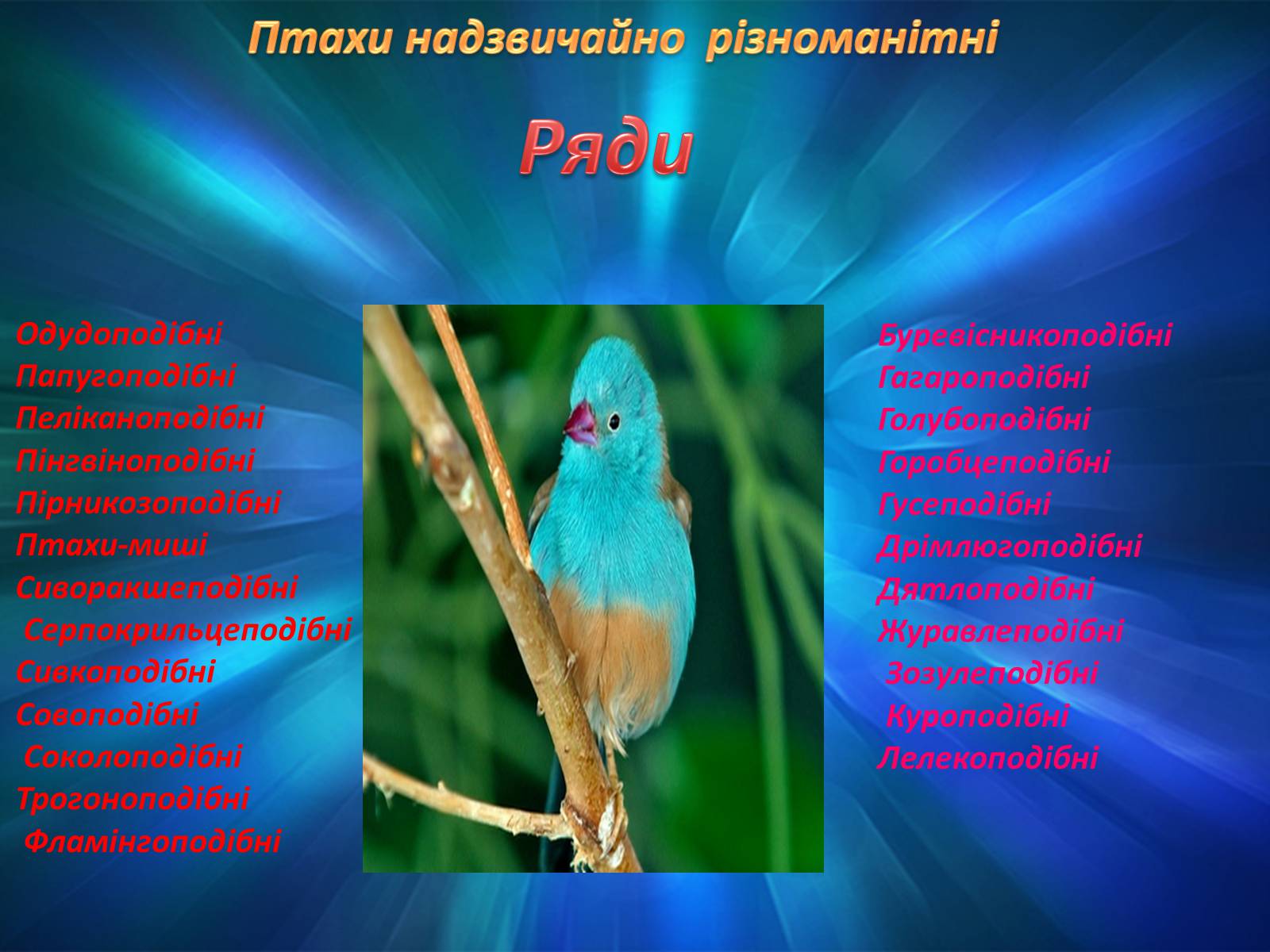 Презентація на тему «Різноманітність птахів» (варіант 2) - Слайд #2
