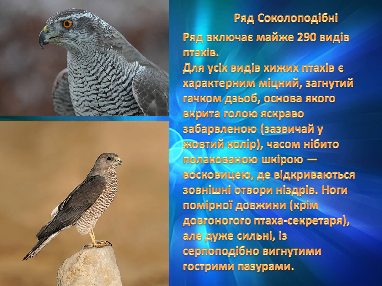 Презентація на тему «Різноманітність птахів» (варіант 2) - Слайд #6