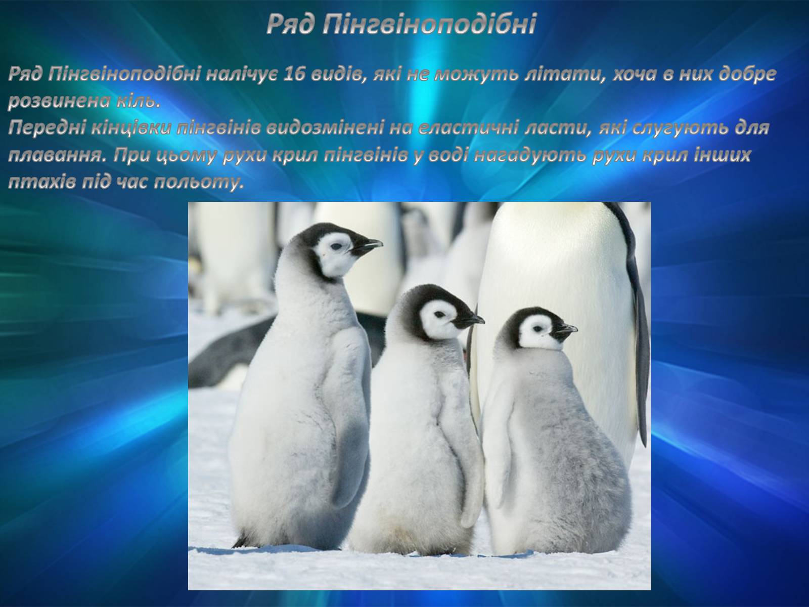Презентація на тему «Різноманітність птахів» (варіант 2) - Слайд #7