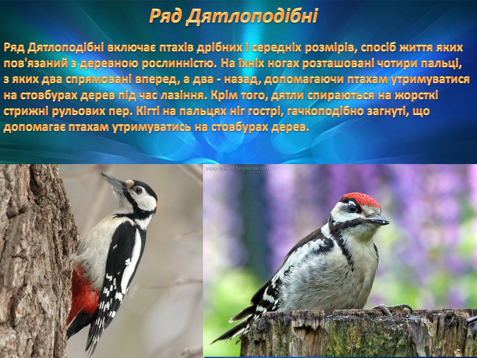Презентація на тему «Різноманітність птахів» (варіант 2) - Слайд #9