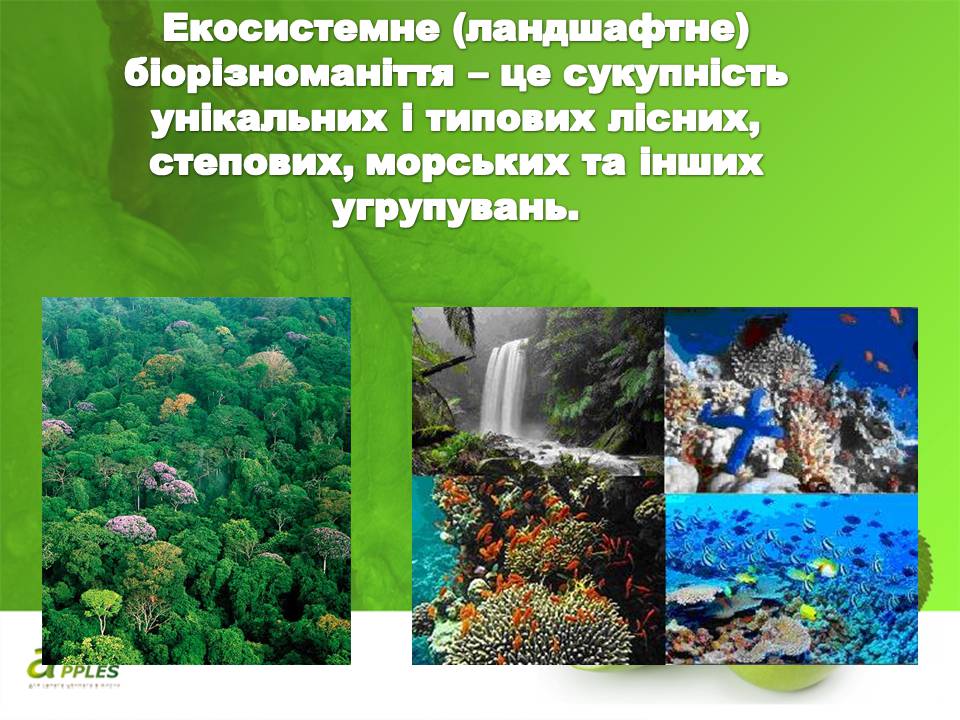 Презентація на тему «Біорізноманіття» (варіант 10) - Слайд #18