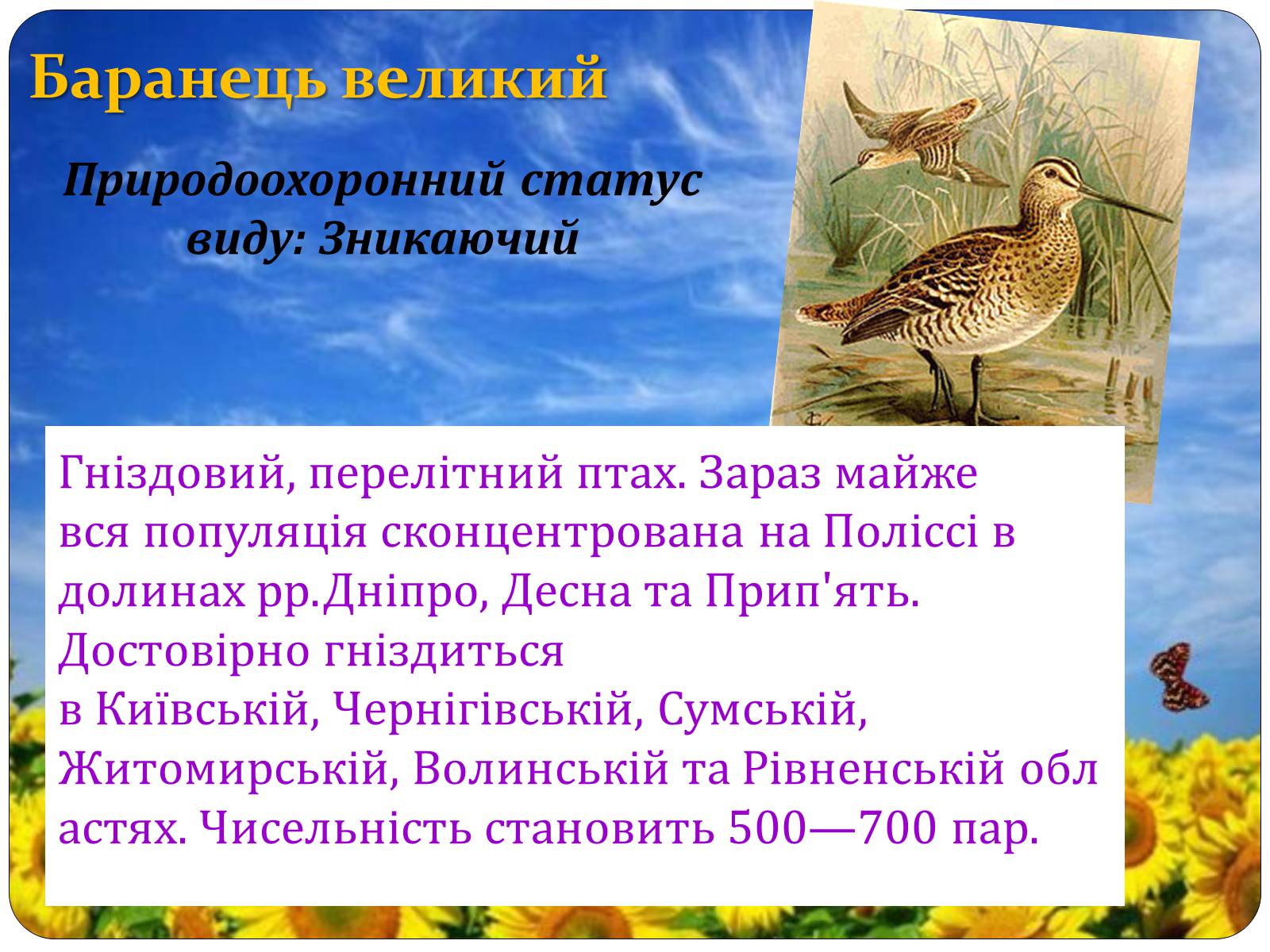 Презентація на тему «Птахи занесені до Червоної книги України» - Слайд #11