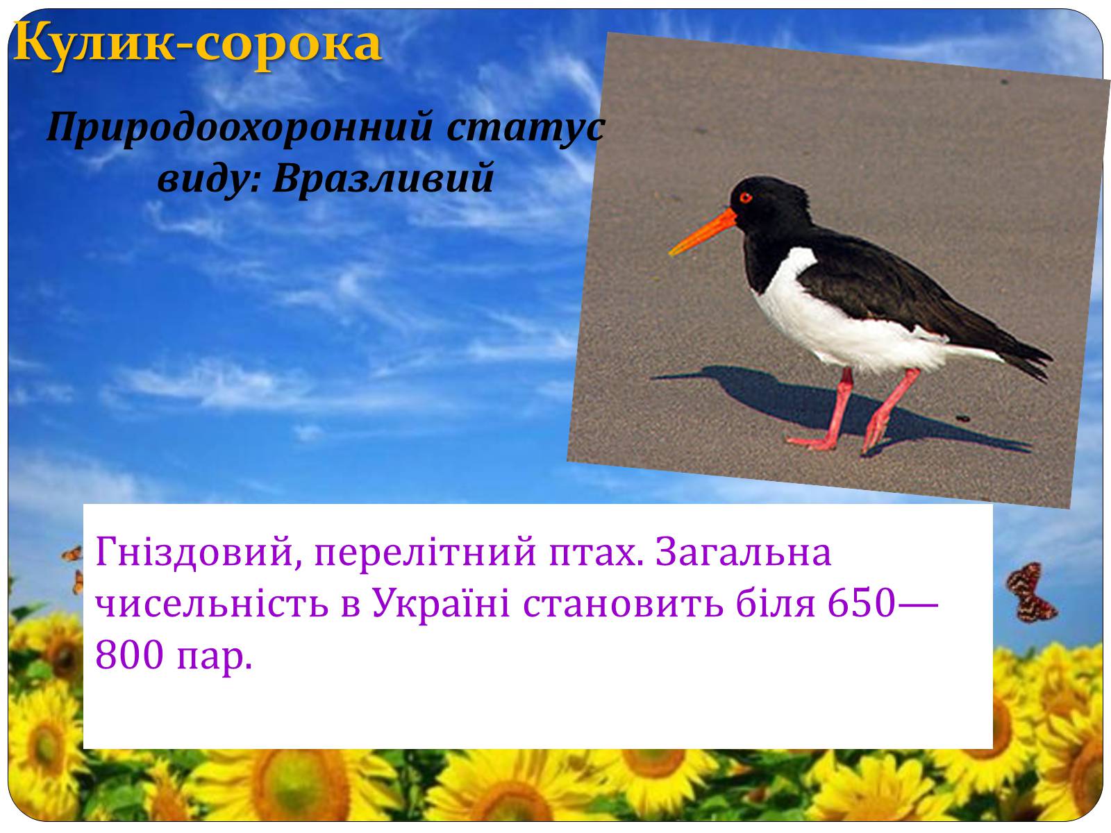 Презентація на тему «Птахи занесені до Червоної книги України» - Слайд #13