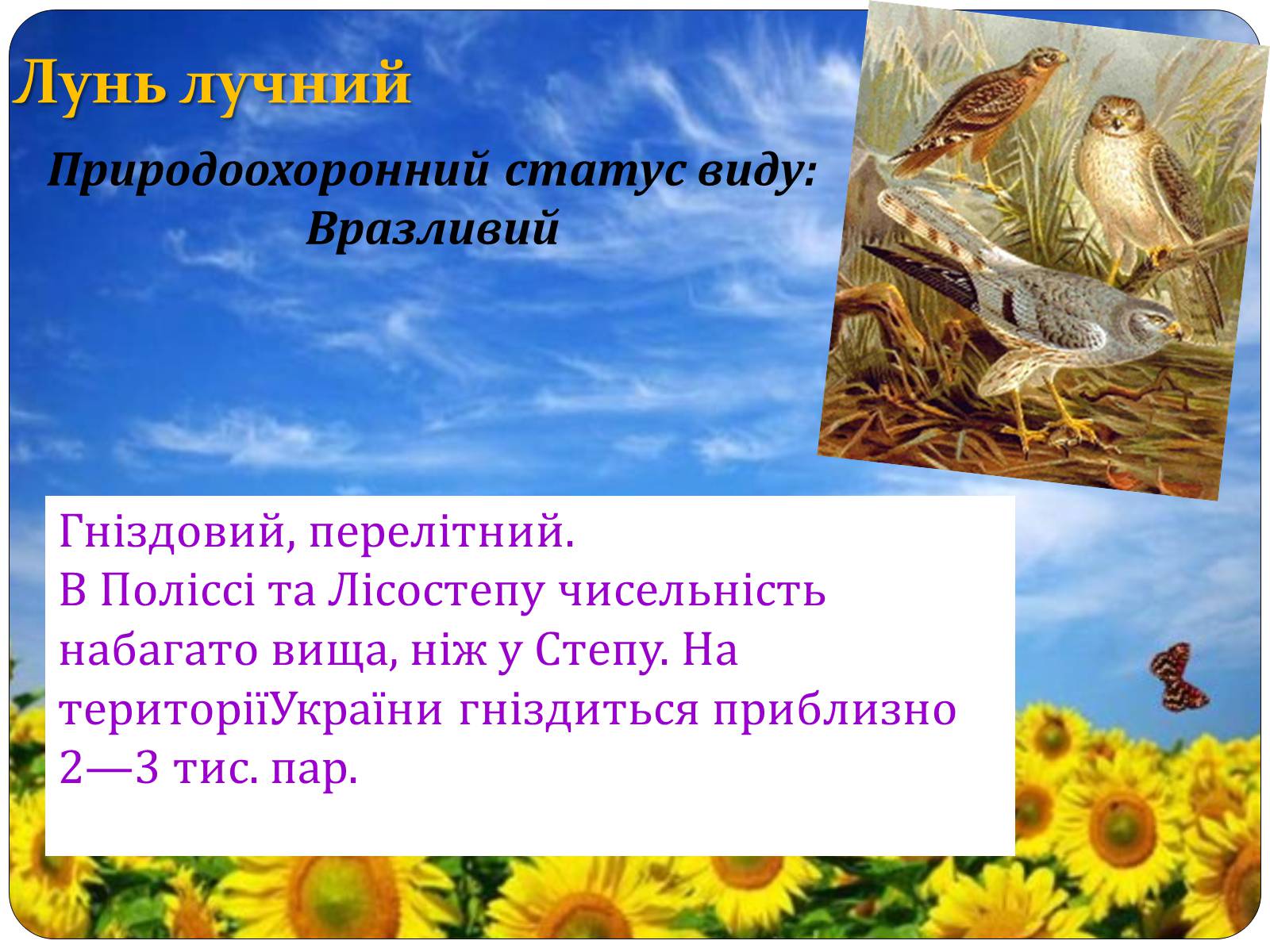 Презентація на тему «Птахи занесені до Червоної книги України» - Слайд #25