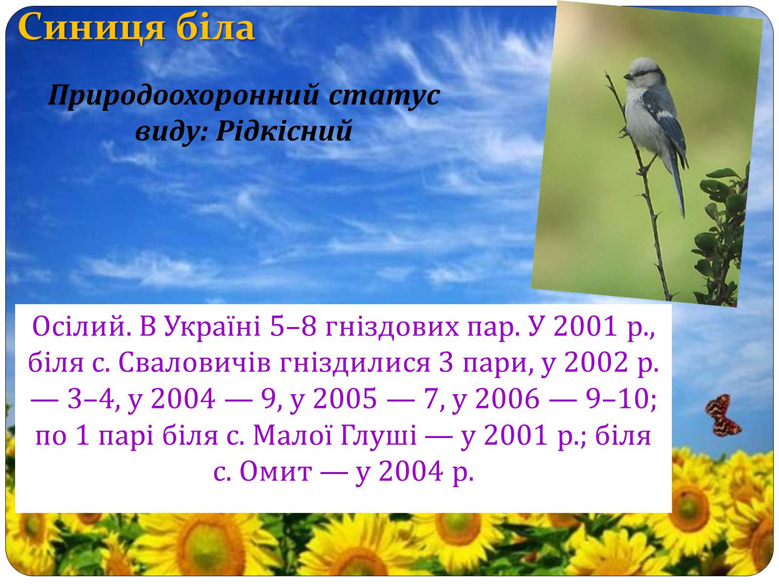 Презентація на тему «Птахи занесені до Червоної книги України» - Слайд #36