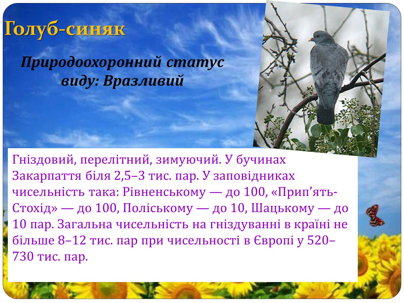 Презентація на тему «Птахи занесені до Червоної книги України» - Слайд #9