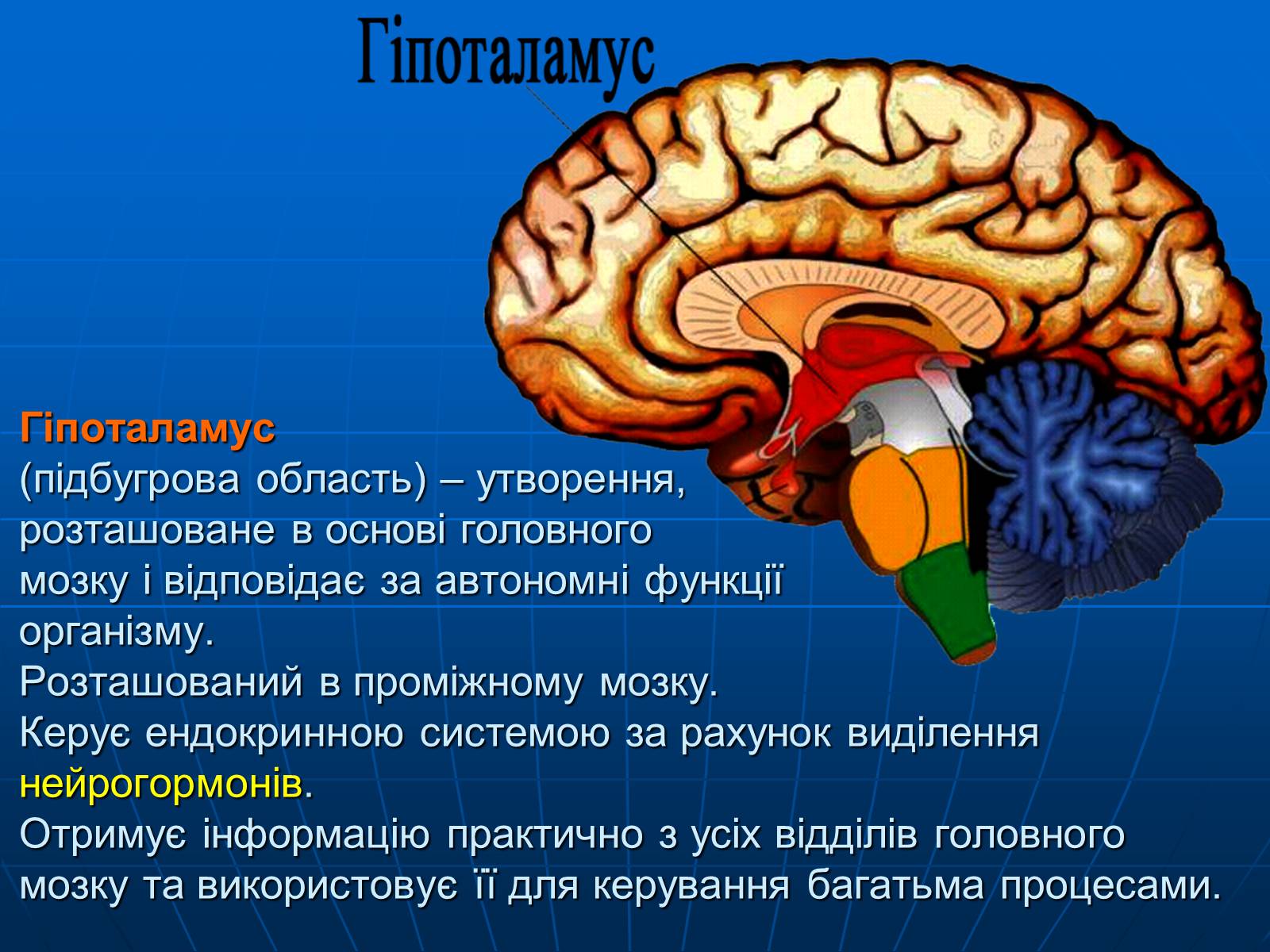 Презентація на тему «Залози внутрішньої секреції» - Слайд #14