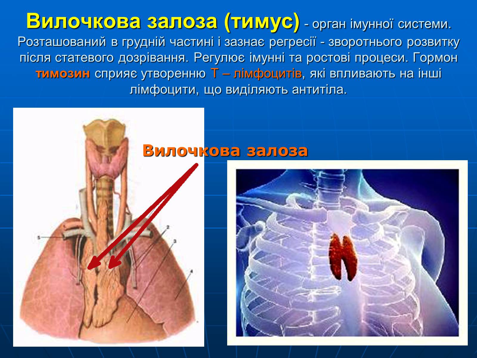 Презентація на тему «Залози внутрішньої секреції» - Слайд #23