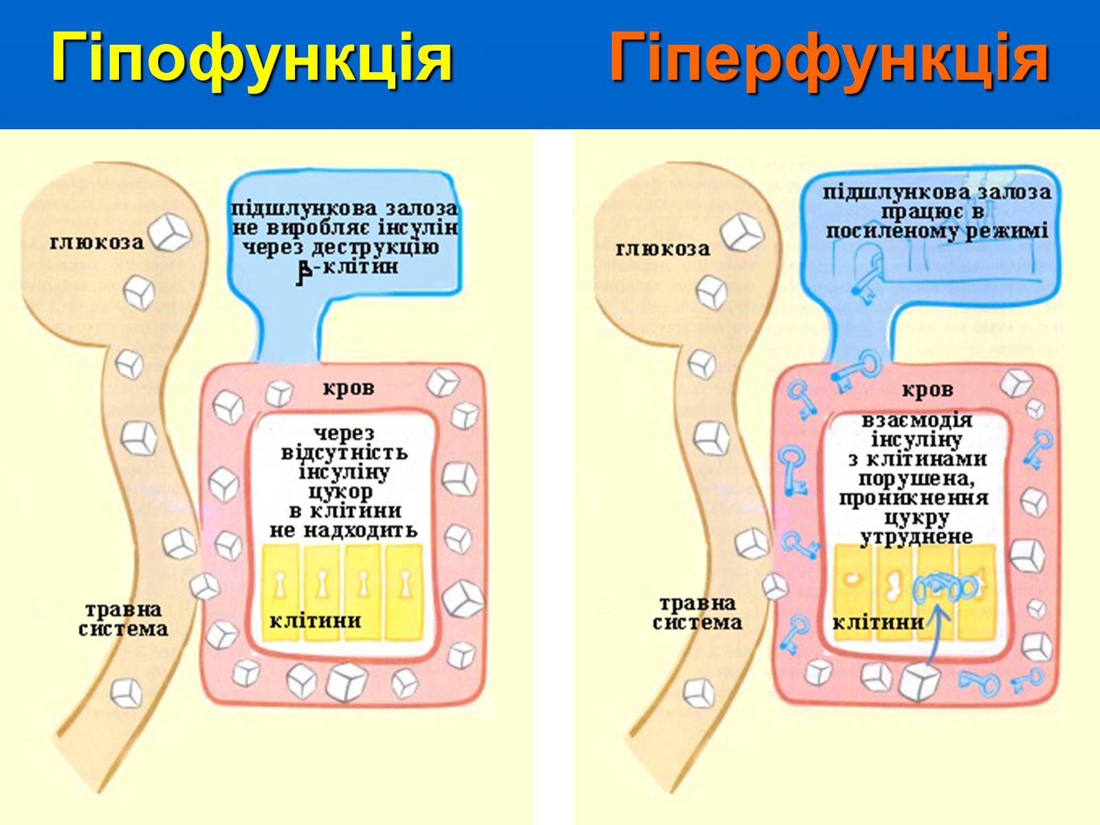 Презентація на тему «Залози внутрішньої секреції» - Слайд #30