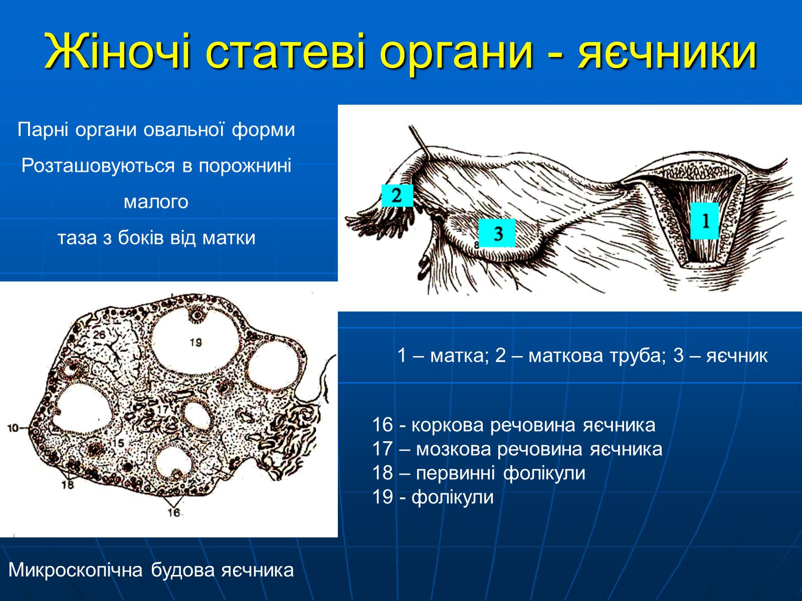 Презентація на тему «Залози внутрішньої секреції» - Слайд #34