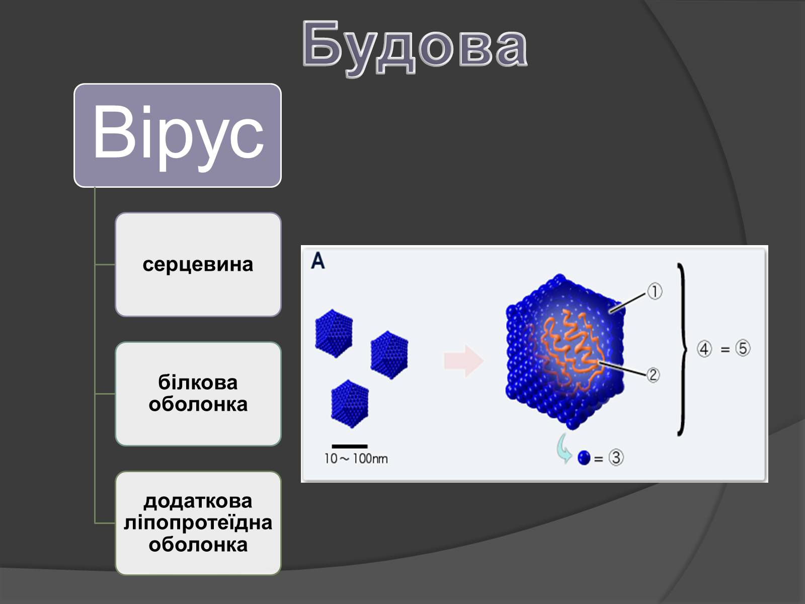 Презентація на тему «Віруси» (варіант 8) - Слайд #4