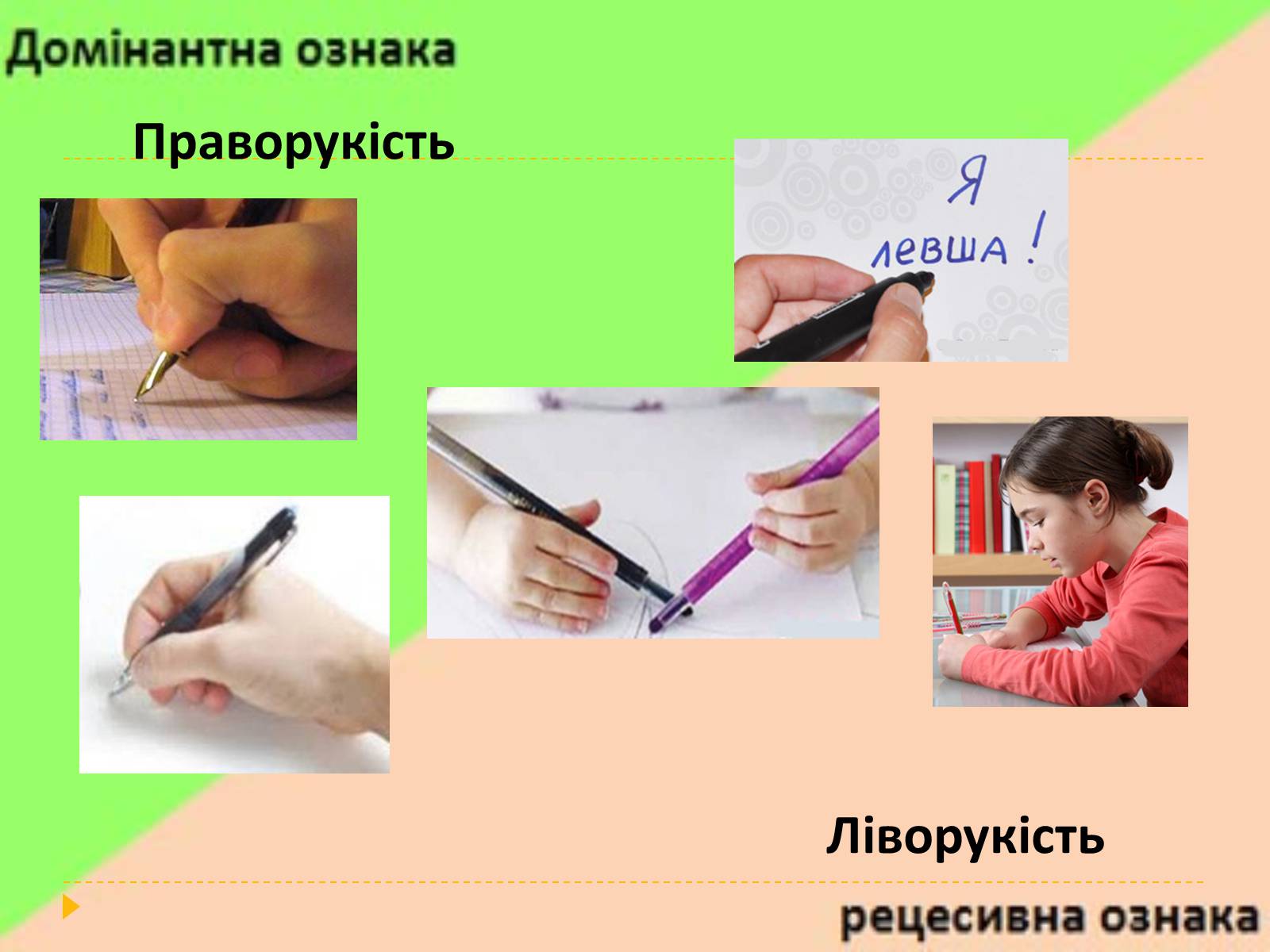 Презентація на тему «Домінантні та рецесивні стани ознак у людини» - Слайд #19